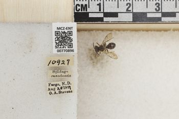 Media type: image;   Entomology 770896 Aspect: Labels